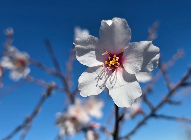 Prunus dulcis. Photo © Karethe Linaae